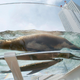 Illustration for article titled This Aquarium Is the Only Place On Earth Where Penguins Can Fly